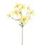 LYCORIS RADIATA 90CM YELLOW