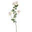 EUPONYMOUS 82CM CREAM