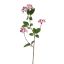 EUPONYMOUS 82CM LILA