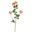 EUPONYMOUS 82CM ORANGE