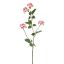 EUPONYMOUS 82CM PINK