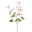 EPIMEDIUM 77CM BEAUTY