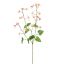 EPIMEDIUM 77CM PINK