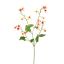 EPIMEDIUM 77CM YELLOW