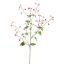 LARGE EPIMEDIUM 115CM BEAUTY