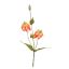 GLORIOSA SPRAY X 3 54CM ORANGE