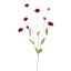 CORNFLOWER 90CM BEAUTY