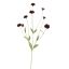 CORNFLOWER 90CM BORDEAUX
