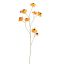 HELENIUM 100CM OCRE