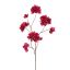 BOUGAINVILLEA 111CM BEAUTY
