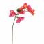 BOUGAINVILLEA 70CM BEAUTY