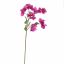 BOUGAINVILLEA 70CM LAVENDER