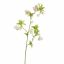 ENKIANTHUS 82CM CREAM