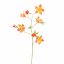 AQUILEGIA SPRAY 104CM ORANGE