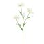 NERINE 70CM CREAM