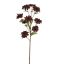 SUNFLOWER 122CM BURGUNDY