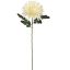 SPIDER MUM 65CM CREAM