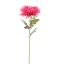 SPIDER MUM 70CM BEAUTY