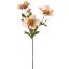 HELLEBORUS 67CM AMBER