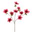 HELLEBORUS 95CM FUCHSIA