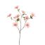 HELLEBORUS 95CM PINK