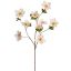HELLEBORUS 95CM VANILLA