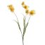 NARCISSUS SINGLE 59CM YELLOW