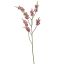 LARGE SALVIA NUTANS 100CM BEAUTY