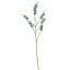LARGE SALVIA NUTANS 100CM BLUE