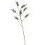 LARGE SALVIA NUTANS 100CM PURPLE