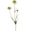 SCABIOSA SPRAY 66CM GREEN