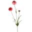 SCABIOSA SPRAY 66CM PINK