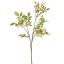 MANDRAGORA SPRAY 82CM CREAM