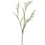 FREESIA X3 SPRAY 65CM CREAM