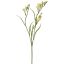 FREESIA X3 SPRAY 65CM GREEN