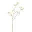 PRIMULA SPRAY 92CM CREAM