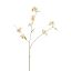 PRIMULA SPRAY 92CM PEACH