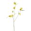 PRIMULA SPRAY 92CM YELLOW