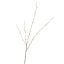 LARGE PUSSY WILLOW 122CM YELLOW