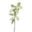 SOPHORA BRANCH 90CM CREAM