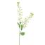 RAPESEED FLOWER 85CM GREEN