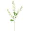 RAPESEED FLOWER 110CM GREEN