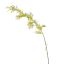 MIMOSA 105CM YELLOW
