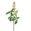 CHESTNUT FLOWER 95CM CREAM