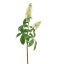 CHESTNUT FLOWER 95CM GREEN