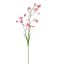 NICOTIANA 80CM BEAUTY