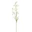NICOTIANA 80CM CREAM