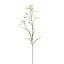 NICOTIANA 80CM CREAM PINK