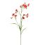 NICOTIANA 80CM RED