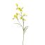 NICOTIANA 80CM YELLOW